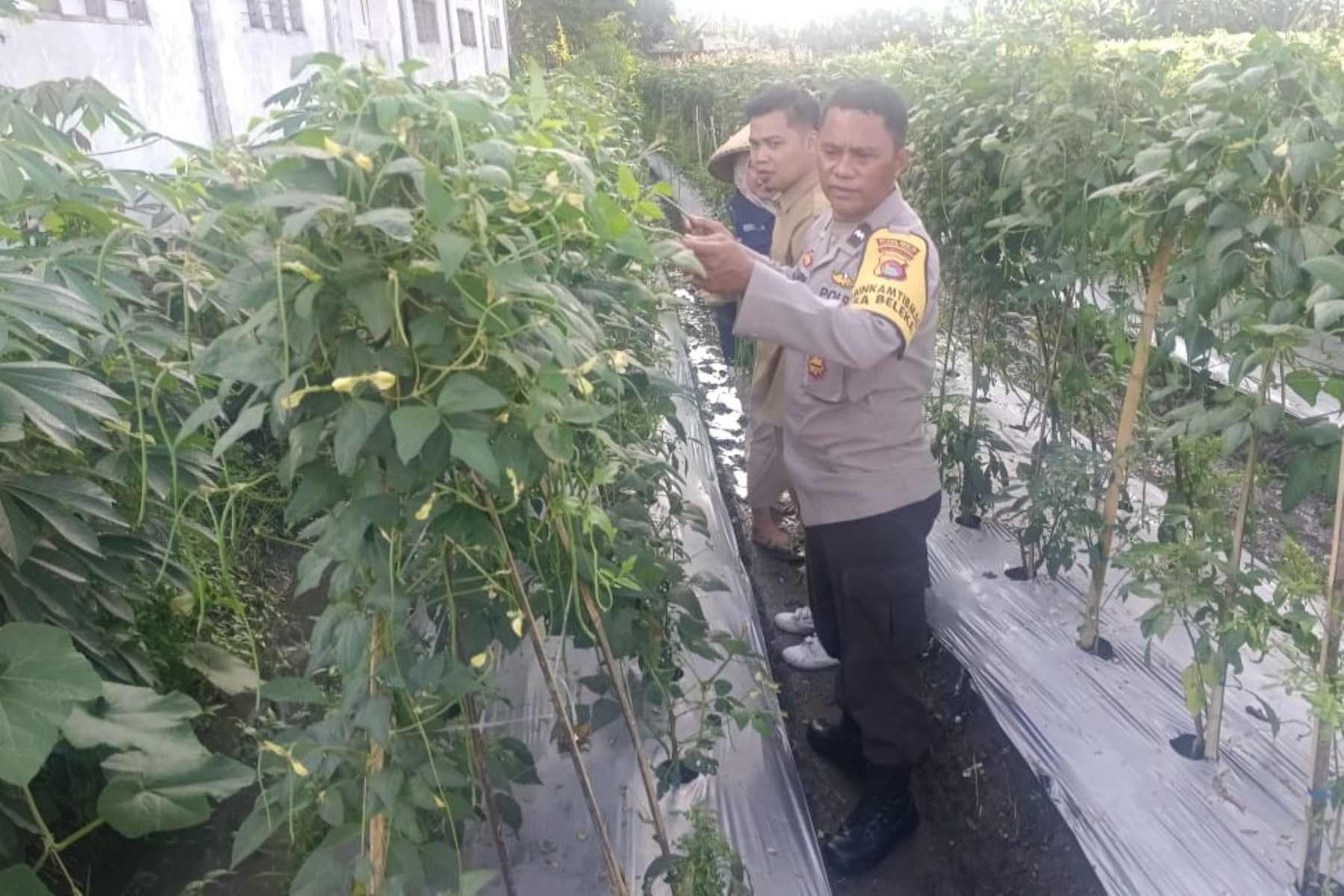 Kuatkan Ketahanan Pangan, P4S Lombok Barat Dorong Kompetensi Petani