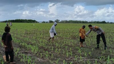 BHABINKAMTIBMAS HU’U DAMPINGI PETANI JAGUNG, DUKUNG PROGRAM KETAHANAN PANGAN MENUJU INDONESIA EMAS 2045
