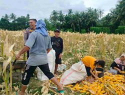 Dukung Ketahanan Pangan Nasional, Bhabinkamtibmas Lembar Imbau Petani Jual Jagung ke Bulog