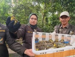 Balai Karantina NTB Lepasliarkan 1.392 Ekor Burung ke Habitat Asal di TWA Suranadi.