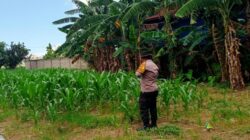 Sinergi Polsek Labuapi Sulap Lahan Kosong Jadi Sumber Pangan Bergizi