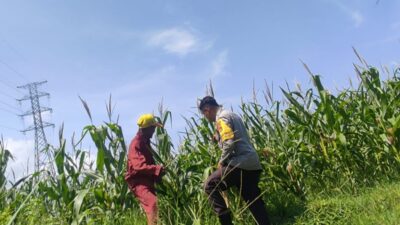 Polsek Labuapi Dorong Optimalisasi Lahan Jagung di Desa Kuranji Dalang