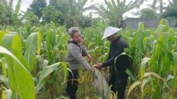 Polsek Batulayar Dorong Warga Sandik Budidaya Hortikultura di Lahan Kosong