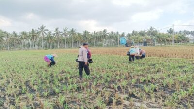 Dukung Ketahanan Pangan, Polsek Gerung Sambangi Petani Jagung