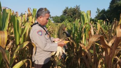 Bhabinkamtibmas Sandik Dorong Warga Tanam Jagung di Pekarangan