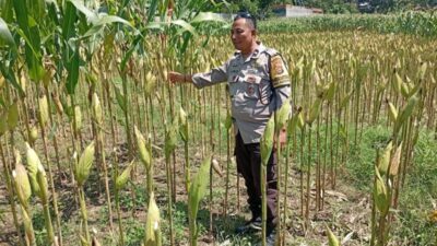 Polsek Labuapi Dampingi Petani Merembu Guna Swasembada Pangan