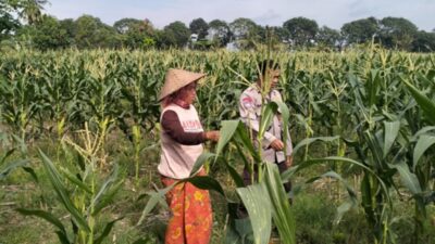 Sentuhan Humanis Polsek Labuapi di Sawah: Jaga Ketahanan Pangan Sekaligus Tangkal Hoaks