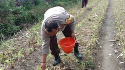 Polsek Labuapi Dorong Petani Lombok Barat Optimalkan Lahan Hortikultura