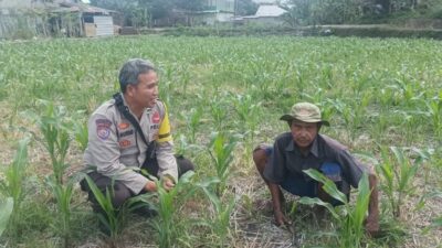 Bhabinkamtibmas Sandik Dorong Produktivitas Lahan Jagung Lombok Barat