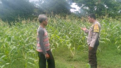 Bhabinkamtibmas Lombok Barat Dampingi Petani Jagung Bagik Polak