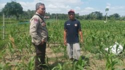 Bhabinkamtibmas Sandik Dorong Petani Jagung Sukseskan Swasembada Pangan
