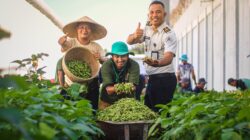 Bukti Pembinaan Tak Sekadar Teori,  Lapas Lombok Barat Panen Perdana Edamame.
