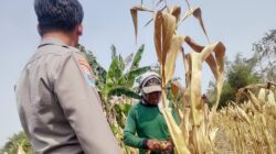Polri Dukung Program Astacita, Bhabinkamtibmas Desa Ngawun Polsek Parengan Polres Tuban sambang petani jagung di Desa Ngawun Kec. Parengan
