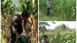 Polsek Soko polres Tuban Polda Jawa Timur Bergerak! Dukung Penuh Swasembada Pangan Presiden Prabowo Melalui Pendampingan Petani