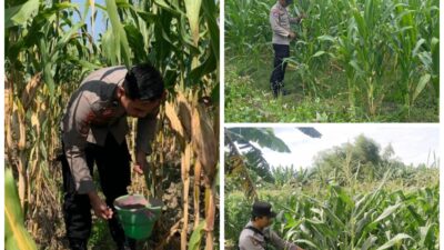 Polsek Soko polres Tuban Polda Jawa Timur Bergerak! Dukung Penuh Swasembada Pangan Presiden Prabowo Melalui Pendampingan Petani