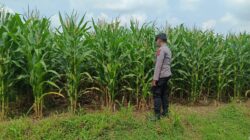 Polsek Tambakboyo Polres Tuban Turun Cek Tanaman jagung Warga di Desa Pulogede