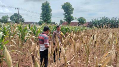 Polri Dukung Astacita, Polsek Palang Polres Tuban Turun Cek Tanaman jagung milik Warga di Desa Dawung