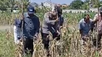 Dukung Astacita, Polsek Widang Melaksanakan Penanaman Jagung Bersama Petani