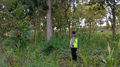 Polri Dukung Astacita, Polsek Rengel Polres Tuban Turun Cek Tanaman Jagung Warga di Desa Rengel