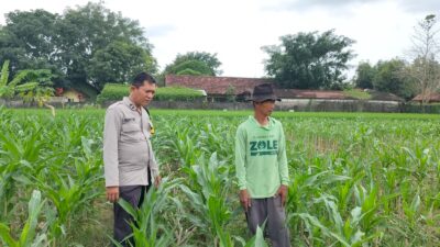 Polri Dukung Astacita, Polsek Palang Polres Tuban Turun Cek Tanaman jagung milik Warga di Desa Wangun