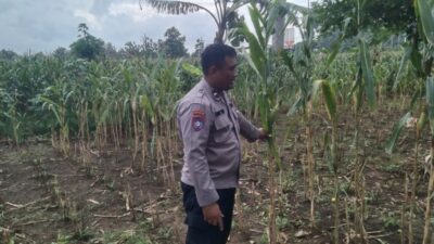 Kapolsek Jenu dan Bhabinkamtibmas Polsek Jenu Polres Tuban Turun ke Ladang, sambang lahan pertanian.