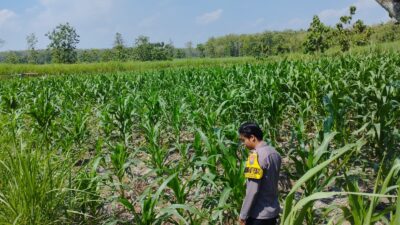 *Dalam rangka mendukung Program ASTACITA, Bhabinkamtibmas Desa Ngawun Polsek Parengan Polres Tuban cek lokasi tanaman jagung milik warga di Desa Ngawun Kec. Parengan*