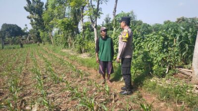 Hadir di Desa Binaan, Bhabinkamtibmas Sidonganti Pantau Perkembangan Tanaman Jagung Warga