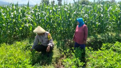 Dukung Penuh Program Ketahanan Pangan Nasional, Bhabinkamtibmas Polsek Bolo Monitoring Pertumbuhan Jagung Warga Binaan