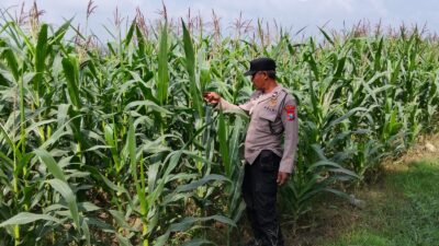 POLRI HADIR DUKUNG KETAHANAN PANGAN, POLSEK BANGILAN LAKUKAN MONITORING TANAMAN JAGUNG