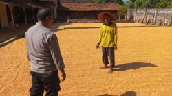 Polri Dukung Astacita, Polsek Semanding Polres Tuban Turun Cek Tanaman jagung milik Warga di Desa Kowang