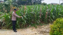 Bhabinkamtibmas Desa Sugiharjo Aktif Dampingi Petani Jagung Wujudkan Ketahanan Pangan