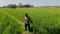 Polri Dukung Astacita, Polsek Parengan Polres Tuban melalui Bhabinkamtibmas Polsek Parengan Cek Lokasi Tanaman Padi milik warga di Desa Kemlaten Kec. Parengan Kab. Tuban.