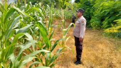 Polsek Plumpang Polres Tuban Turun Langsung Cek Tanaman Jagung Warga