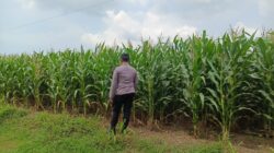 Polsek Tambakboyo Polres Tuban Turun Cek Tanaman jagung Warga di Desa Plajan