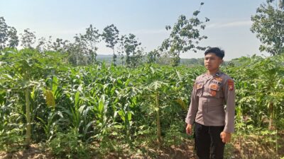 Polsek Singgahan Polres Tuban Turun Cek Tanaman jagung Warga di Desa Tingkis