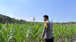 Dalam rangka Polri Dukung Program Astacita, Bhabinkamtibmas Desa Parangbatu Polsek Parengan Polres Tuban sambang lokasi tanaman jagung di Desa Parangbatu Kec. Parengan