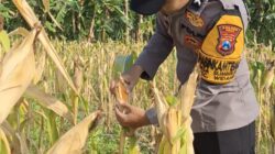 Hasil Pengecekan Buah Jagung Milik Warga di Desa Sumberjo Hampir Sempurna Untuk di Panen