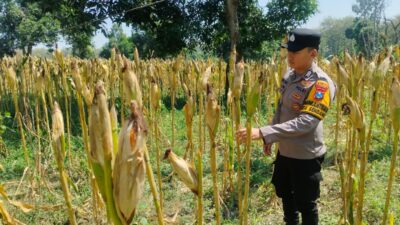 Anggota Bhabinkamtimas Desa Sendang Polsek Senori Polres Tuban Monitoring Tanaman Jagung Warga di Desa Binaan