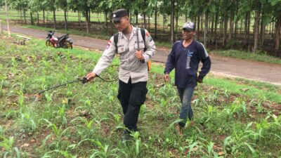 Polri Dukung Astacita, Polsek Merakurak Polres Tuban Turun Cek Tanaman Jagung Warga di Desa Tuwiri Kulon