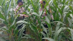 Dukung Program Astacita Presiden, Polsek Kenduruan Polres Tuban Turun Langsung Cek Tanaman Jagung Petani .