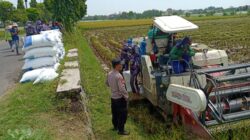 Bhabinkamtibmas Polsek Tuban Monitoring Panen Padi, Dukung Ketahanan Pangan Nasional