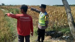Polri Dukung Astacita, Polsek Rengel Polres Tuban Turun Cek Tanaman Padi Warga di Desa Pekuwon