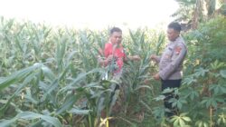Anggota Bhabinkamtibmas Polsek Jenu Polres Tuban Turun ke Ladang, sambang lahan pertanian.