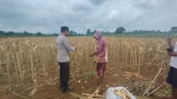 Polsek Plumpang Polres Tuban Turun Langsung Cek Tanaman Jagung Warga