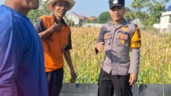 Dukung Astacita, Bhabinkamtibmas Polsek Widang Pendampingan Petani Jagung