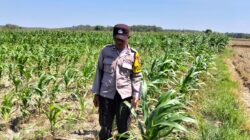 POLSEK BANGILAN DUKUNG KETAHANAN PANGAN MELALUI MONITORING TANAMAN JAGUNG DI WILAYAH HUKUM KECAMATAN BANGILAN