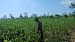 Polsek Tambakboyo Polres Tuban Turun Cek Tanaman jagung Warga di Desa Dikir