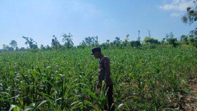 Polsek Tambakboyo Polres Tuban Turun Cek Tanaman jagung Warga di Desa Dikir