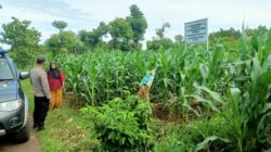 Polri Dukung Astacita, Polsek Semanding Polres Tuban Turun Cek Tanaman jagung milik Warga di Desa Semanding
