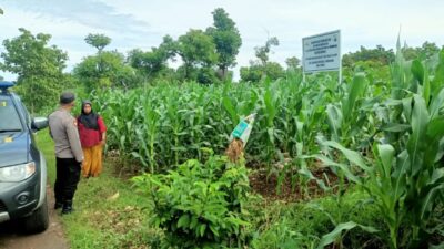 Polri Dukung Astacita, Polsek Semanding Polres Tuban Turun Cek Tanaman jagung milik Warga di Desa Semanding